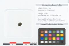 Foto (Objekt + Etikett) von Musa eocenica Ettingshausen (NHMW-GEO-2024-0188-9040)
